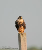 Aplomado Falcon - Falco femoralis