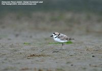 Malaysian Plover - Charadrius peronii