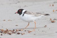 Hooded Plover - Thinornis cucullatus