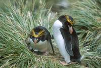 Macaroni Penguin (Eudyptes chrysolophus) photo