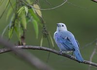 Blue-gray Tanager (Thraupis episcopus) photo