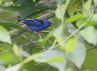 Blue Dacnis (Dacnis cayana) photo