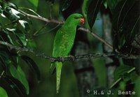 Scaly-breasted Lorikeet - Trichoglossus chlorolepidotus