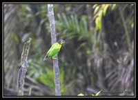 Orange-cheeked Parrot - Pionopsitta barrabandi