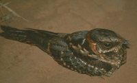 Scissor-tailed Nightjar - Hydropsalis torquata