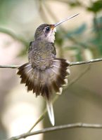 Straight-billed Hermit - Phaethornis bourcieri