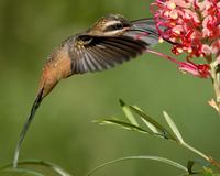 Planalto Hermit - Phaethornis pretrei