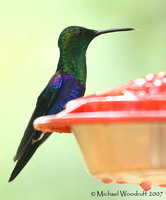 Green-crowned Woodnymph - Thalurania fannyi