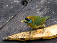 Red-headed Barbet - Eubucco bourcierii