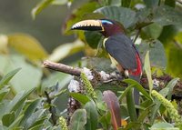 Lettered Aracari - Pteroglossus inscriptus