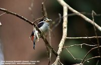 Silver-breasted Broadbill - Serilophus lunatus