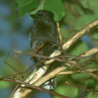 Glossy Antshrike - Sakesphorus luctuosus