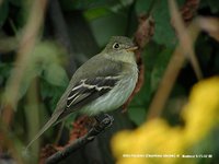 Alder Flycatcher - Empidonax alnorum