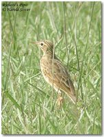 Richard's Pipit - Anthus richardi