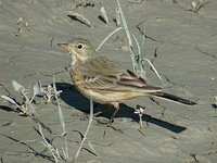 American Pipit - Anthus rubescens