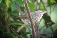 Thrush-like Wren - Campylorhynchus turdinus