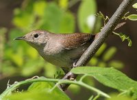 House Wren - Troglodytes aedon