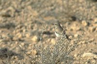 Desert Wheatear - Oenanthe deserti