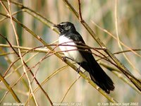 Willie-wagtail - Rhipidura leucophrys