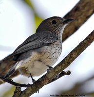 Rufous Whistler - Pachycephala rufiventris