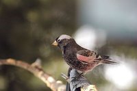 Black Rosy-Finch - Leucosticte atrata