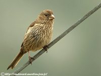 Red-mantled Rosefinch - Carpodacus rhodochlamys