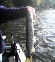 Esox reichertii - Amur Pike