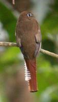 Black-throated Trogon (Trogon rufus)