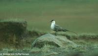 Long-tailed Skua Stercorarius longicaudus