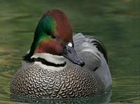 Falcated Duck, San Diego, CA