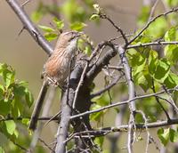 Chinese hill warbler C20D 02209.jpg