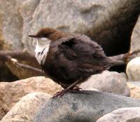 White-throated Dipper