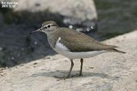 Tringa hypoleucos , 깝작도요 - Common Sandpiper