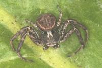 Xysticus acerbus