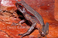 : Bufo haematiticus