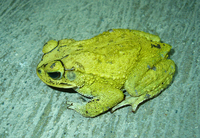 : Bufo luetkenii