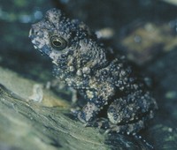 : Bufo taiensis