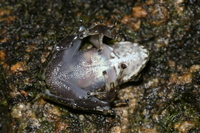 : Gephyromantis webbi