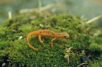 : Notophthalmus viridescens; Eastern Newt