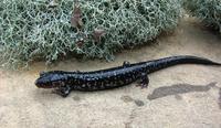: Plethodon kiamichi; Kiamichi Slimy Salamander