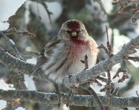 : Acanthis hornemanni; Common Redpoll