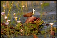 : Actophilornis africanus; African Jacana