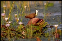 : Actophilornis africanus; African Jacana