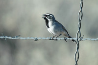 : Amphispiza bilineata; Black-throated Sparrow