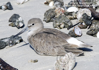 : Catoptrophorus semipalmatus; Willet