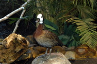 : Dendrocygna viduata; White-faced Whistling Duck