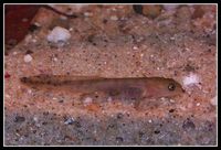 : Salamandra salamandra terrestris; Fire Salamander