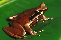 : Xenophrys major