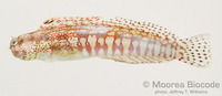 : Blenniella gibbifrons