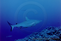: Carcharhinus amblyrhynchos; Gray Reef Shark;